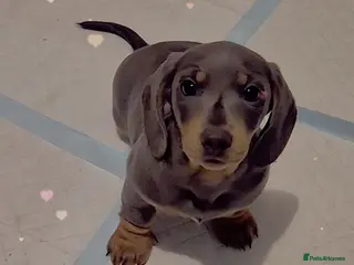 Dachshund dogs Puppies - Advert 2