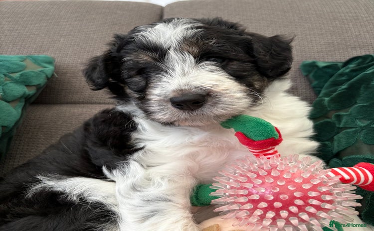 Bordoodle dogs Bordoodle Pups - Advert 16