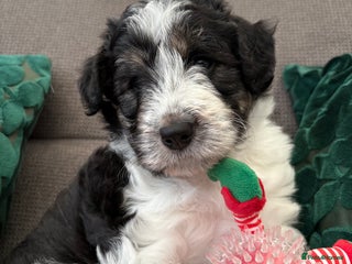 Bordoodle dogs Bordoodle Puppy - Advert 4