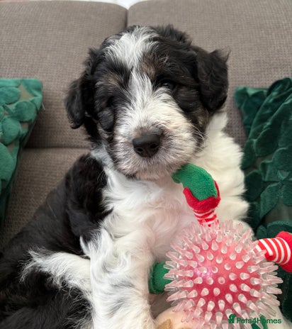 Bordoodle dogs Bordoodle Pups - Advert 16