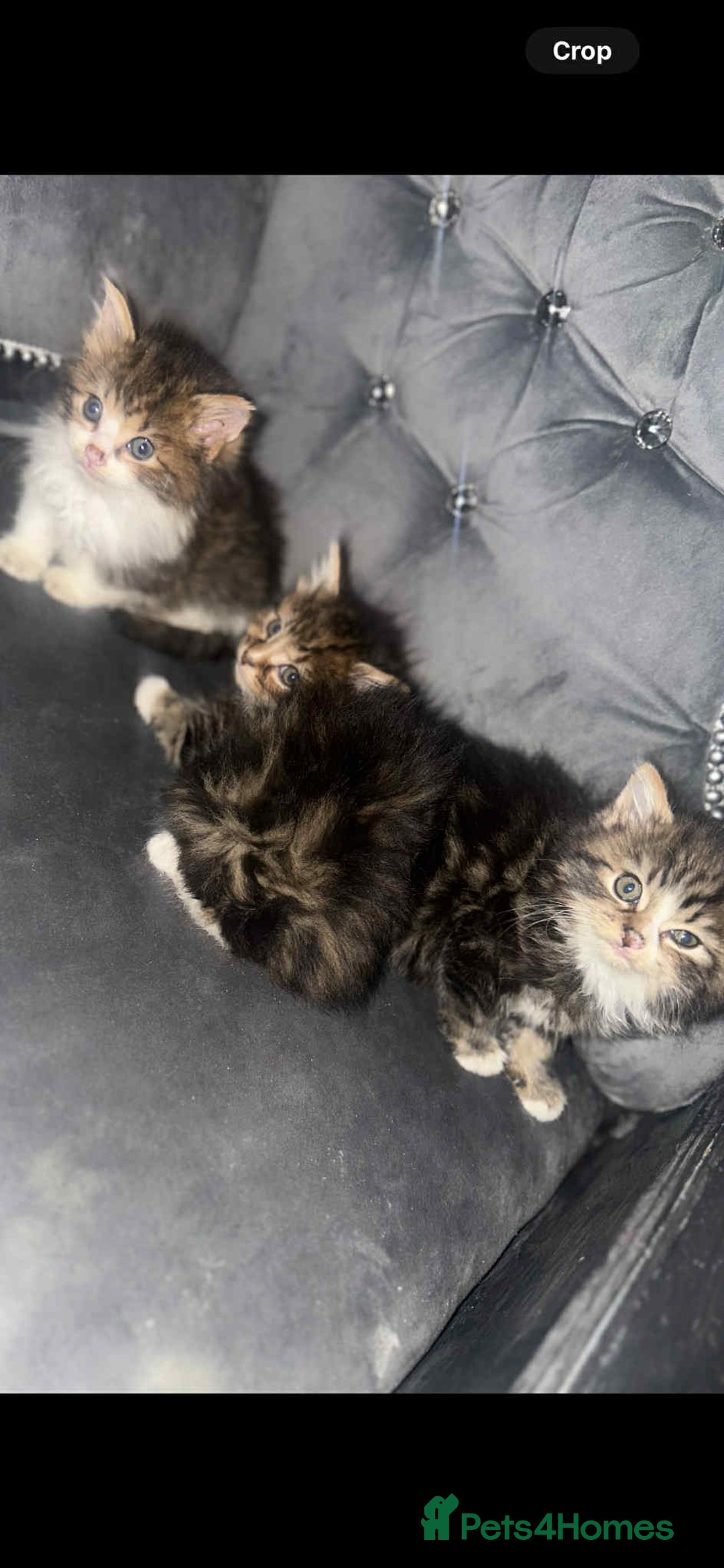 Siberian cats for sale: Kittens for sale bradford - Advert 18
