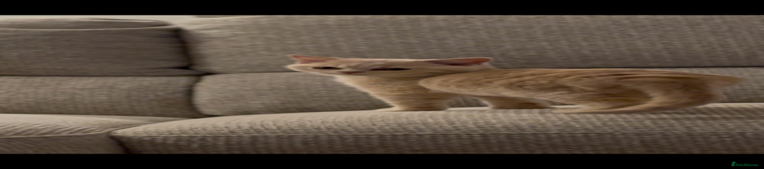 British Shorthair Kitten 2