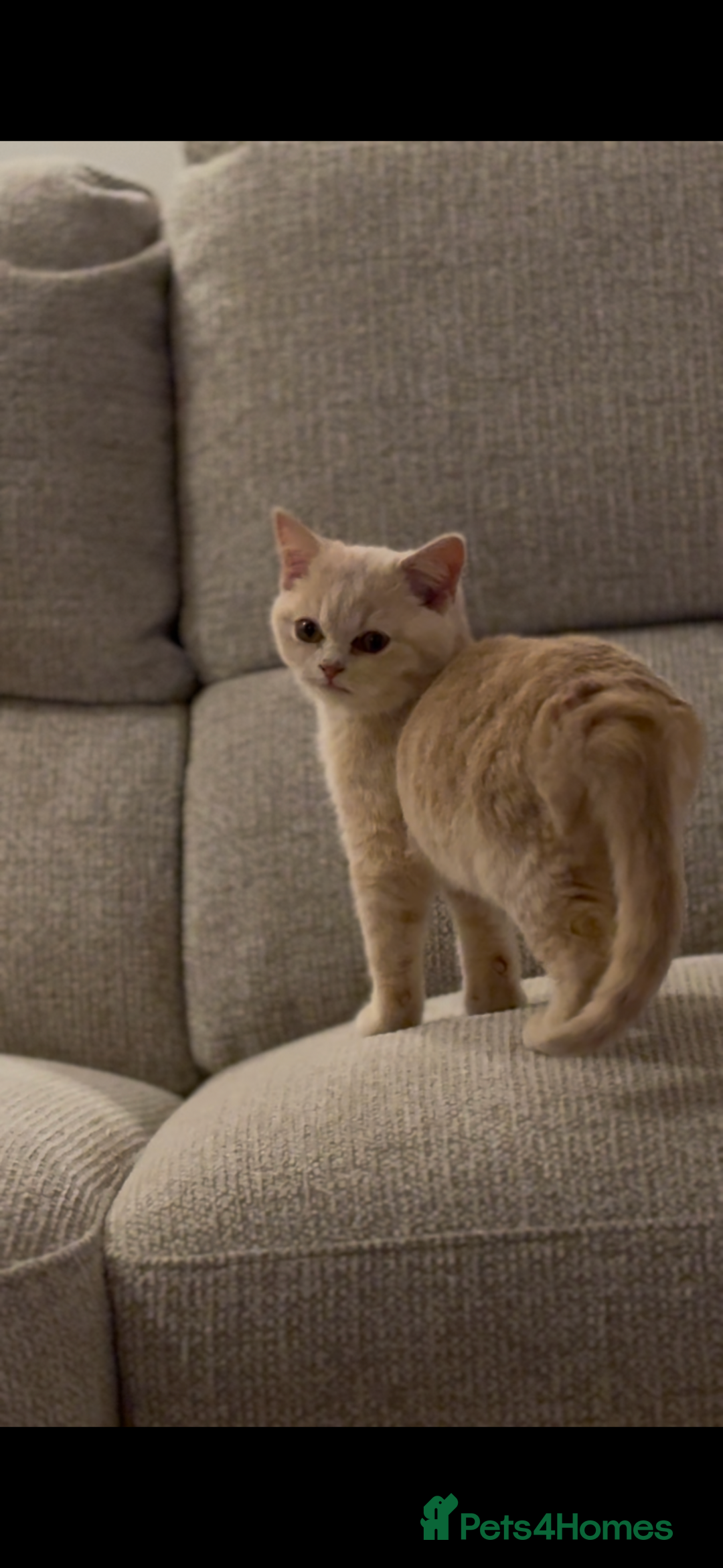 British Shorthair cats for sale: Beautiful British shorthair kittens  - Advert 15