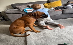 Boxer dogs for sale: Beautiful girl deserves the world 8 months old - Image 15