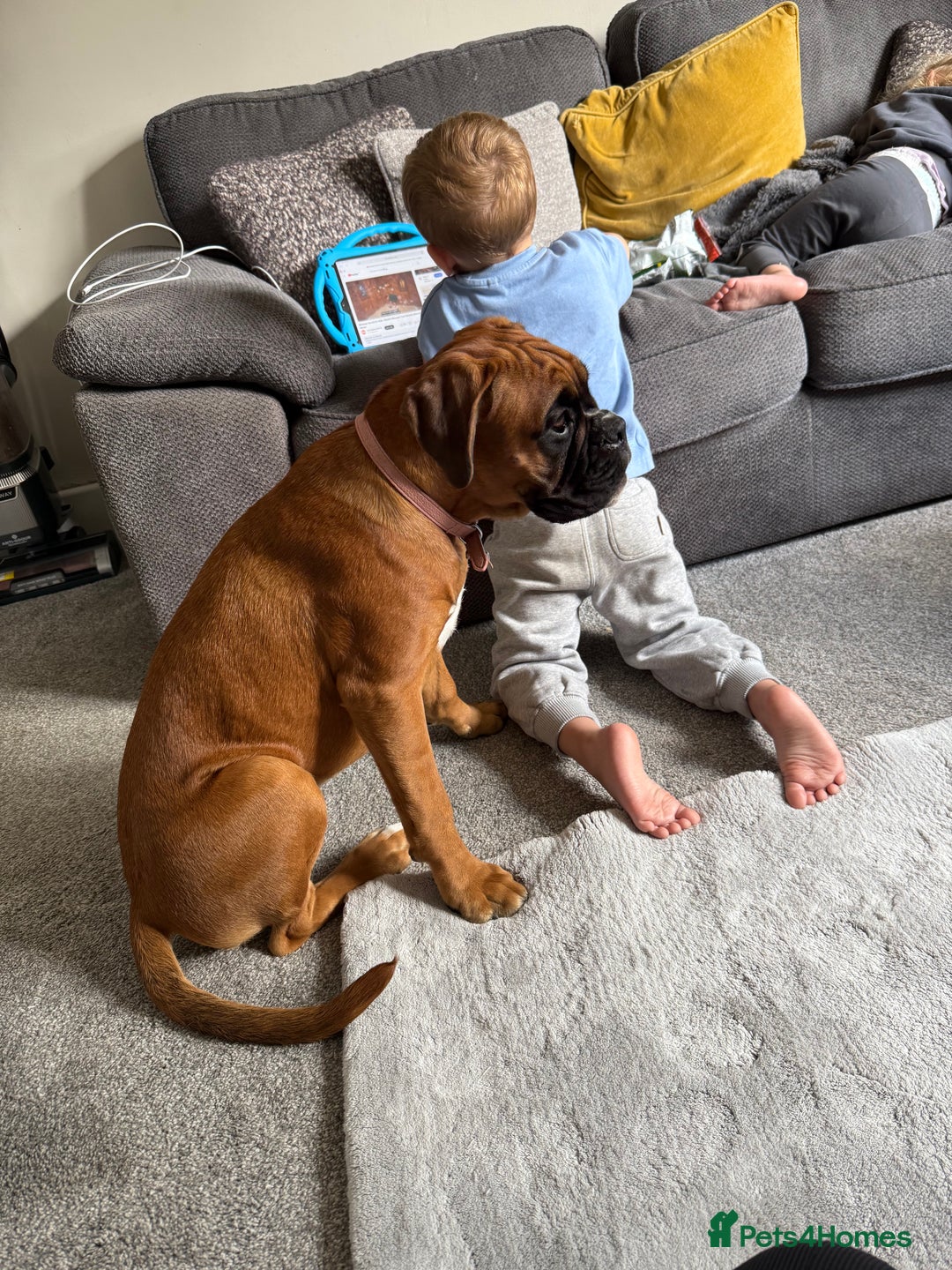 Boxer dogs for sale: Beautiful girl deserves the world 8 months old - Image 15