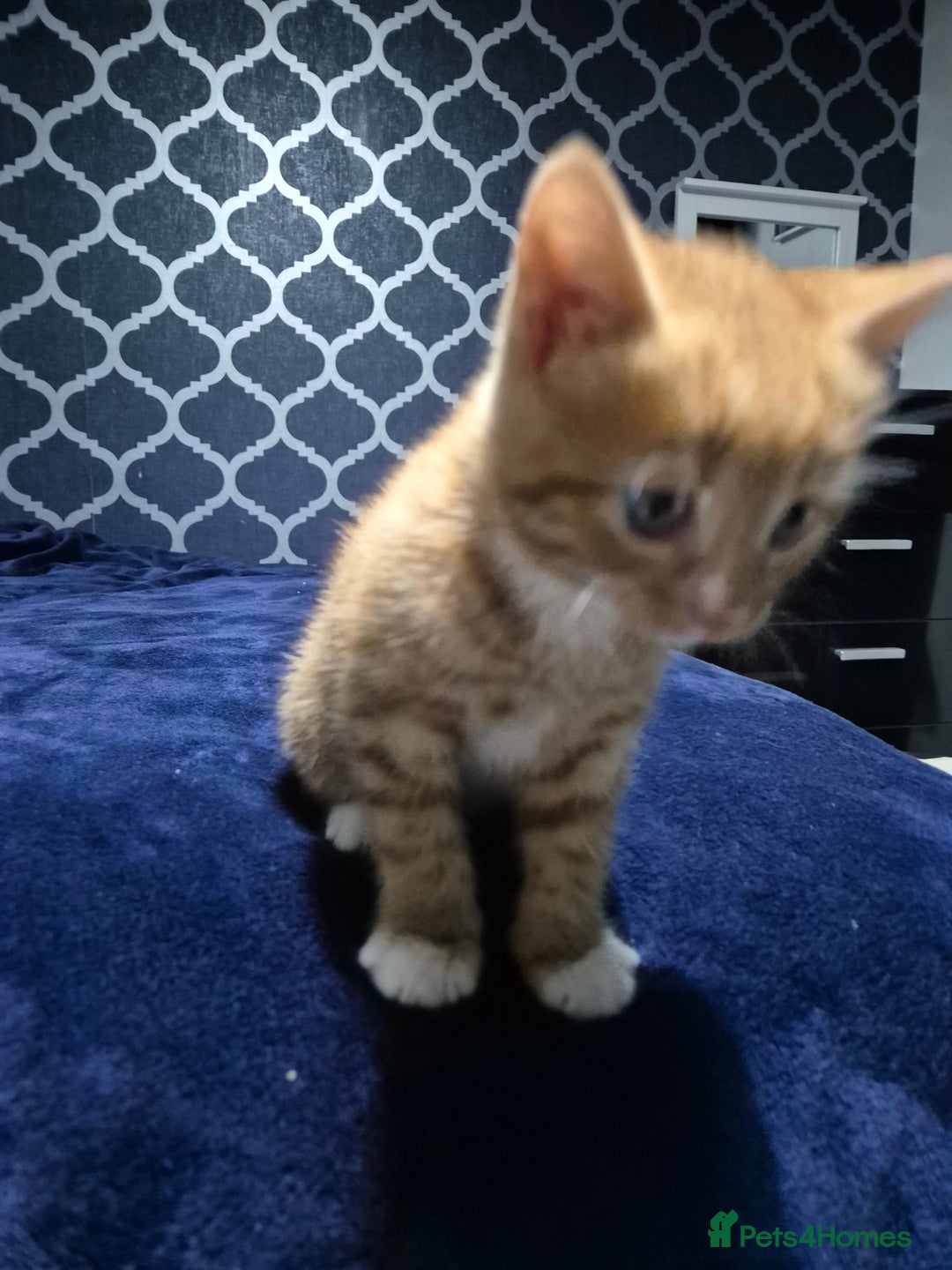 Mixed Breed cats for sale: Male kittens - Advert 2