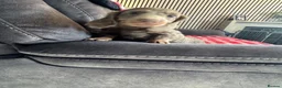 Miniature Dachshund dogs for sale: Minature long haired dachshund puppy  - Advert 3