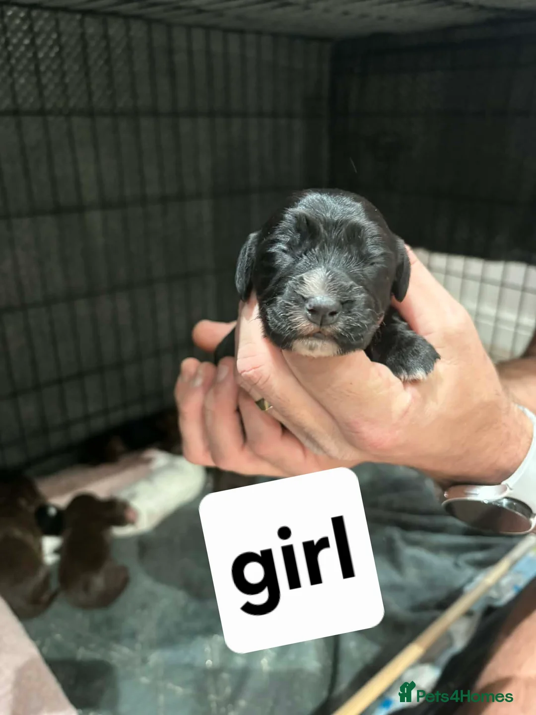 Cocker Spaniel dogs for sale: Stunning mixed colour cocker spaniels - Advert 11