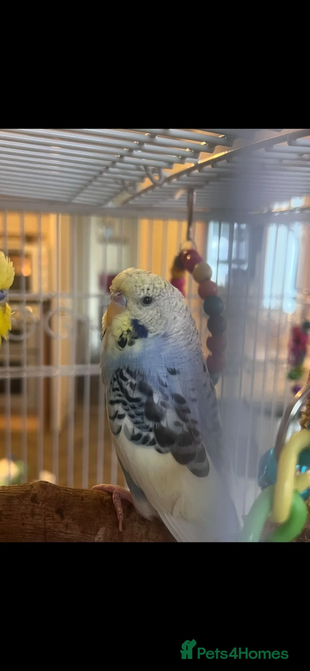 Budgerigars birds for sale: Beautiful pair of bugies - Advert 4