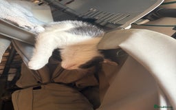 Domestic Shorthair cats for sale: 2 Black and White Kittens for sale - Image 2