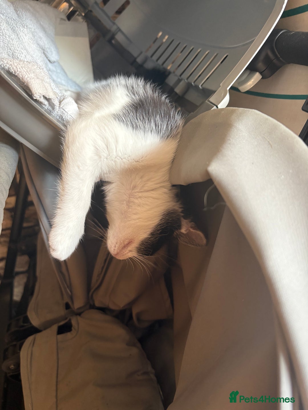 Domestic Shorthair cats for sale: 2 Black and White Kittens for sale - Image 2