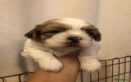 Shih Tzu dogs for sale: Angel’s Shih zhus  - Image 2