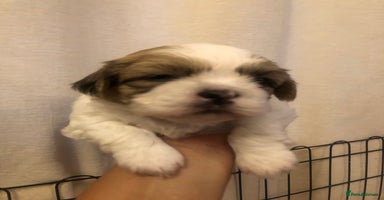 Shih Tzu dogs - Advert 6