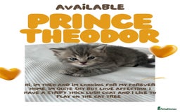 British Shorthair cats for sale: 🐾 Stunning BSH X Scottish Fold Kittens 🐾 - Image 2