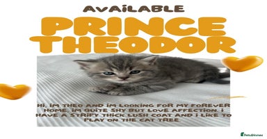 British Shorthair cats - Advert 15
