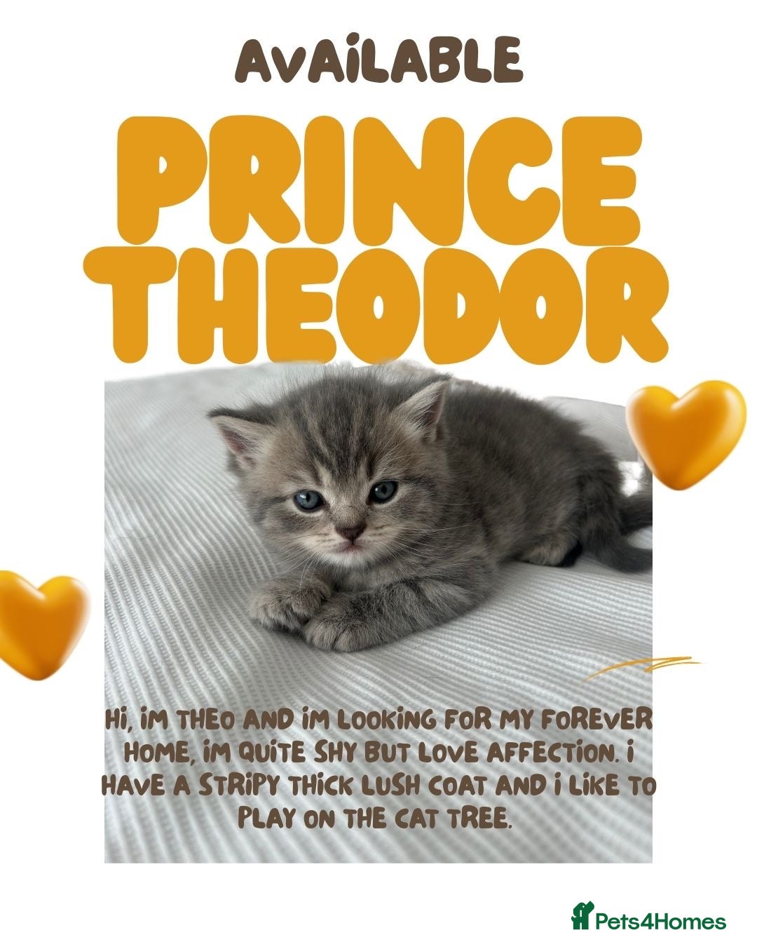 British Shorthair cats for sale: 🐾 Stunning BSH X Scottish Fold Kittens 🐾 - Image 2