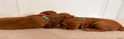 Cavalier King Charles Spaniel dogs for sale: KC Registered Cavalier King Charles Spaniel Puppys in Gravesend - Advert 4