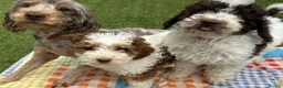 Cockapoo dogs for sale: F1b (Extra Curly) Cockapoos ✨ in Eastleigh - Advert 2