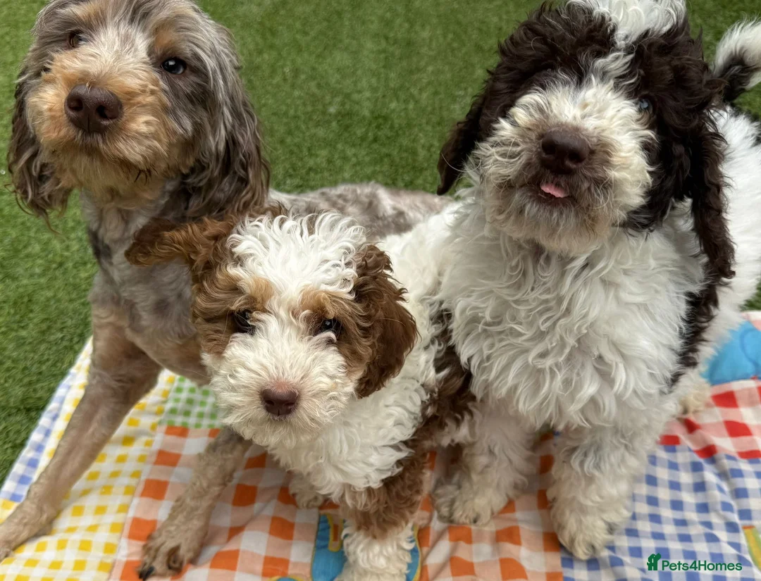 Cockapoo dogs for sale: F1b (Extra Curly) Cockapoos ✨ in Eastleigh - Advert 2