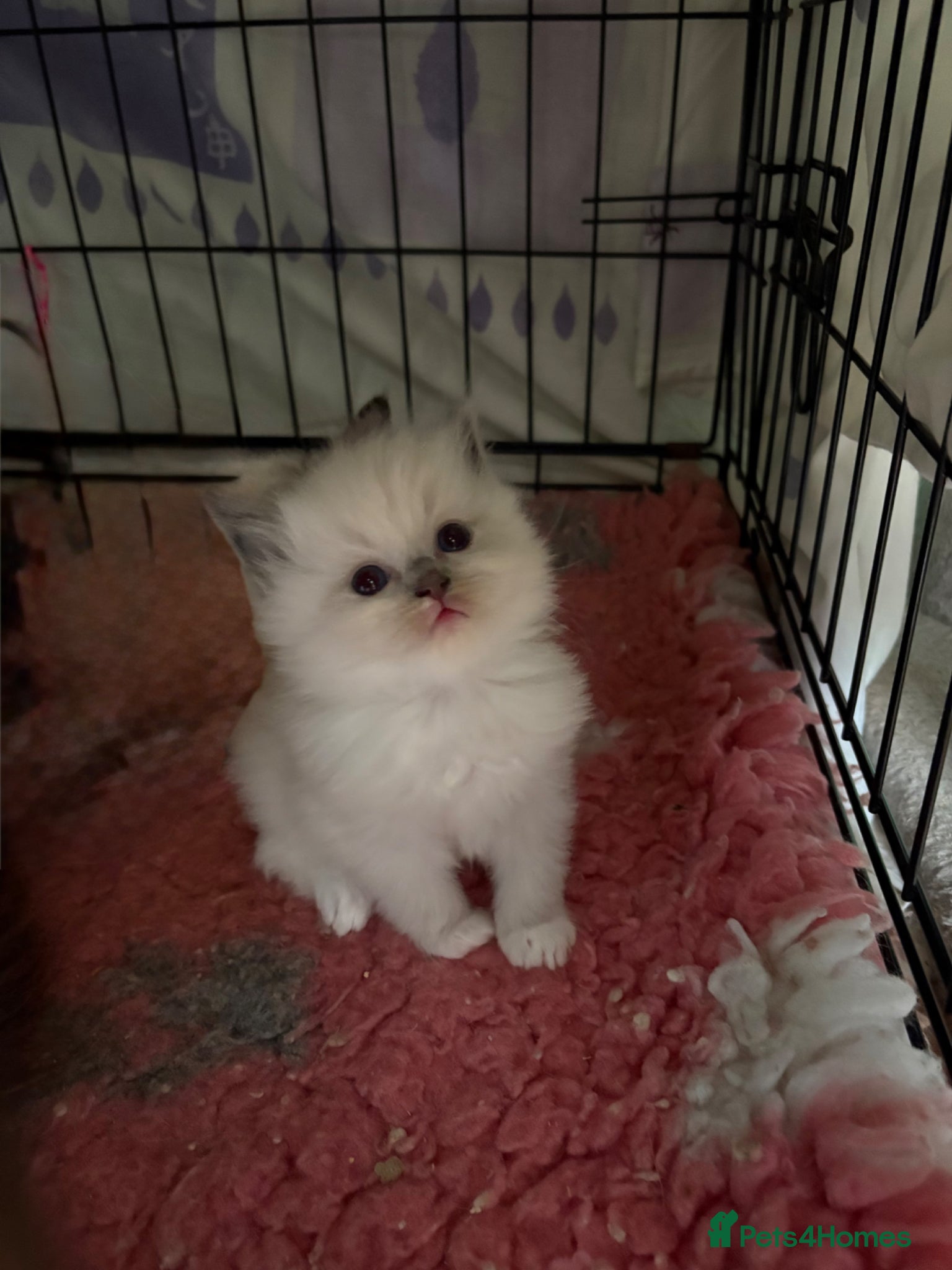 Ragdoll cats 🐾 Ragdoll babies - Advert 1