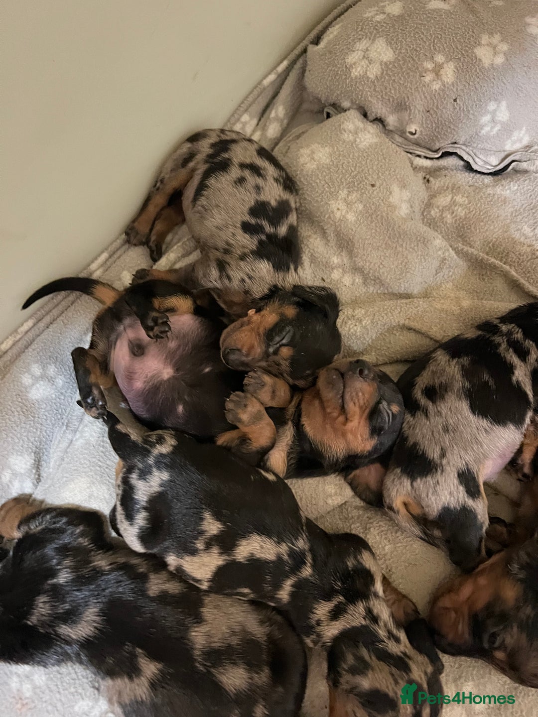Miniature Dachshund dogs for sale: Miniature Dachshund KC ready now  - Image 29