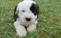 Old English Sheepdog dogs for sale: Stunning Old English Sheepdog Puppies KC Reg - Image 17