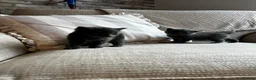 Russian Blue cats for sale: Two beautiful Russian blue kittens for sale  - Advert 6