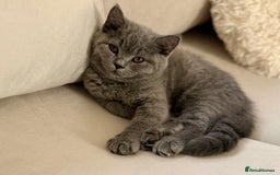 British Shorthair cats for sale: Champion Bloodline British Shorthair & Longhair - Image 12