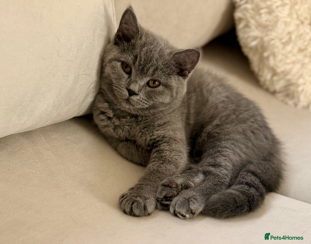 British Shorthair cats for sale: Champion Bloodline British Shorthair & Longhair - Image 12