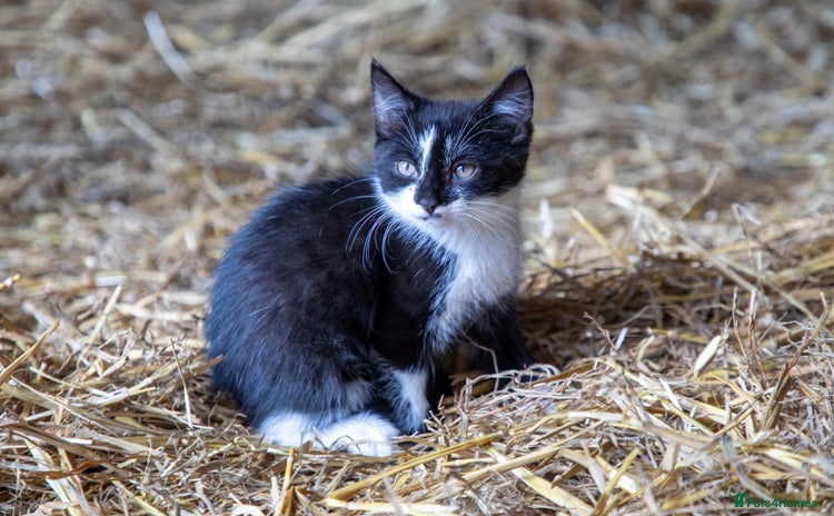 Mixed Breed cats - Advert 6