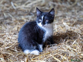 Mixed Breed cats - Advert 10