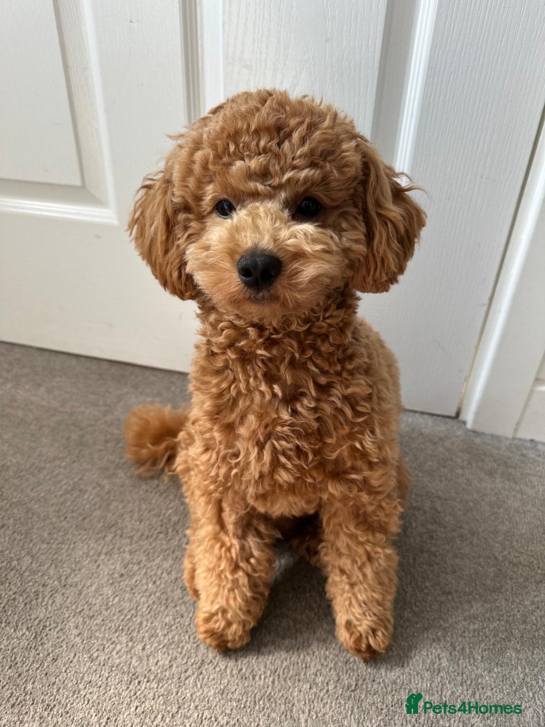 Maltipoo dogs for stud: Beautiful Maltipoo Stud Available - Image 5