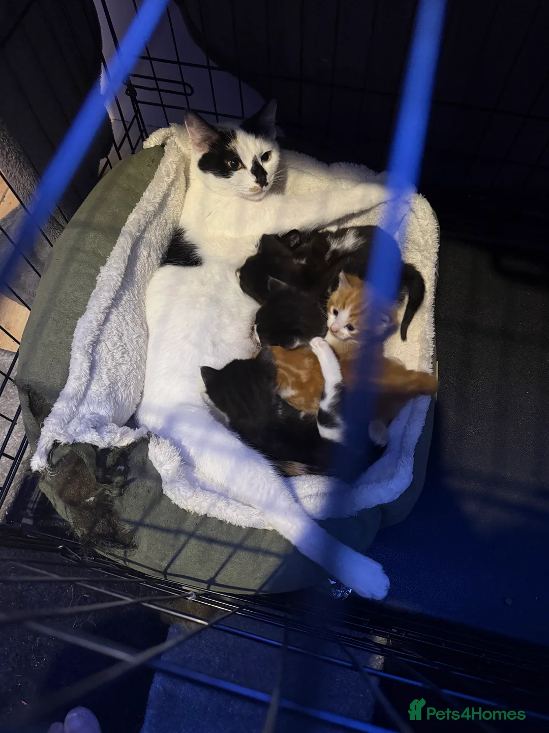 British Shorthair cats for sale: Kittens 8 weeks old boys  - Advert 4