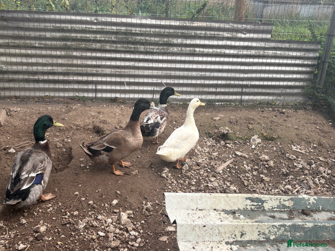 Ducks poultry for sale: 2 male drakes  - Image 4
