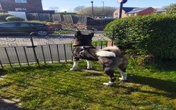 Akita dogs for stud: American Akita for Stud - Image 10