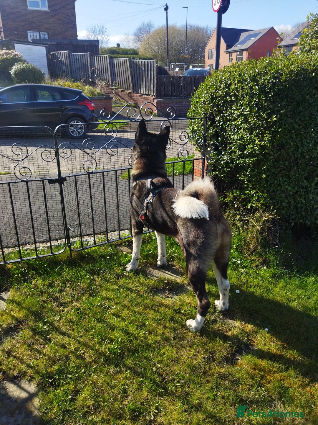 Akita dogs for stud: American Akita for Stud - Image 10