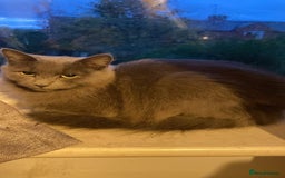 Mixed Breed cats for sale: Beautiful long head grey female cat - Image 1