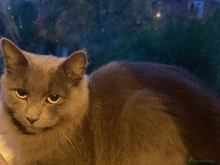 Mixed Breed cats - Advert 27