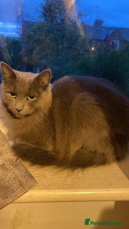 Mixed Breed cats - Advert 2