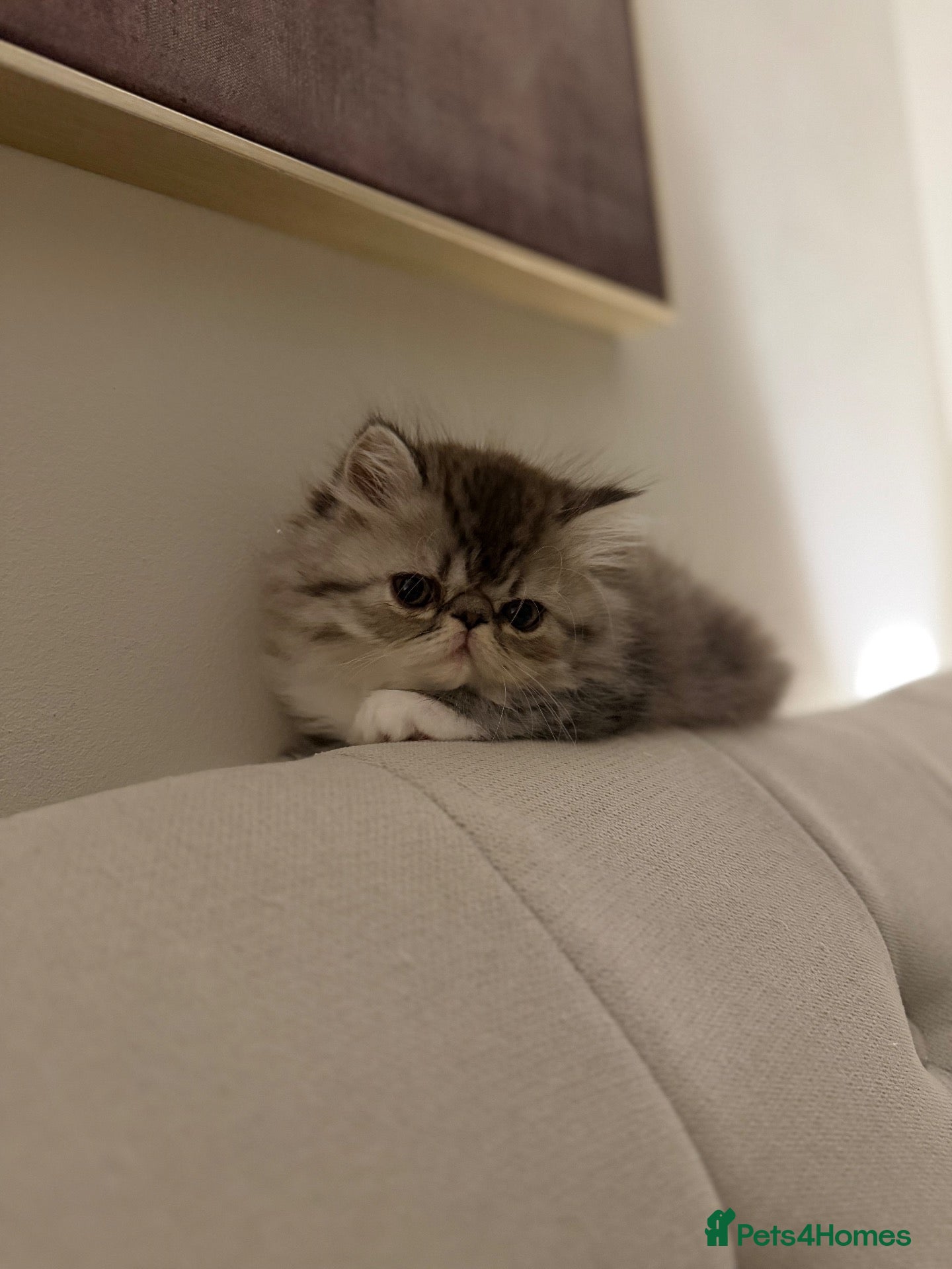 Exotic cats 2 x exotic shorthair kittens  - Advert 5