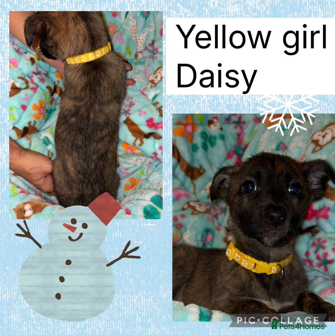 Belgian Shepherd Dog dogs for sale: 🐾 Belgian Malinois x Dutch Herder Puppies 🐾 - Advert 20