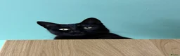 Mixed Breed cats for sale: Female black cat - 3 years old - rehoming - Advert 2