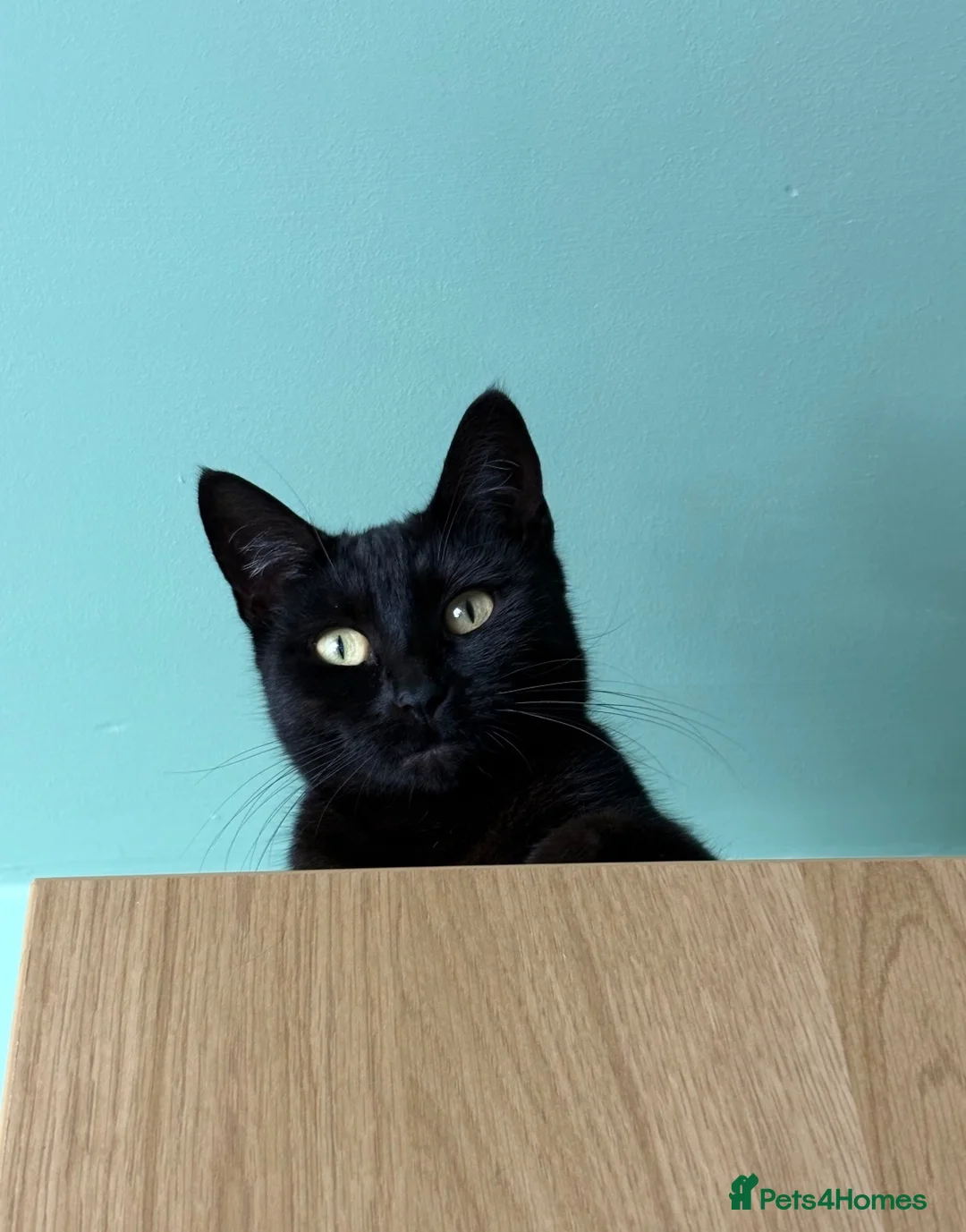 Mixed Breed cats for sale: Female black cat - 3 years old - rehoming - Advert 2