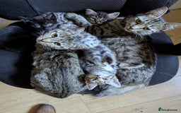 Mixed Breed cats for sale: Beautiful Black Kitten Ready to Go Now - Image 6