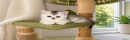 British Shorthair cats for sale: READY NOW! GCCF Register, Silver chinchilla Girls - Advert 10
