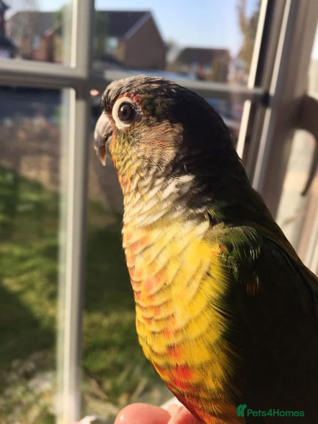 Conures birds for sale: Beautiful Green Cheek Conure needs a new home - Image 3