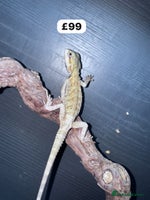 Bearded Dragon reptiles - Advert 4