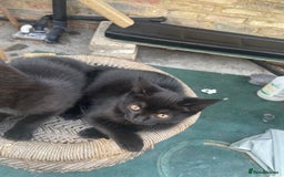 British Shorthair cats for sale: 2 jalf british shorthair kittens - Image 4