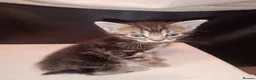 Mixed Breed cats for sale: 1 black boy and 4 girl tabby cats - Advert 18