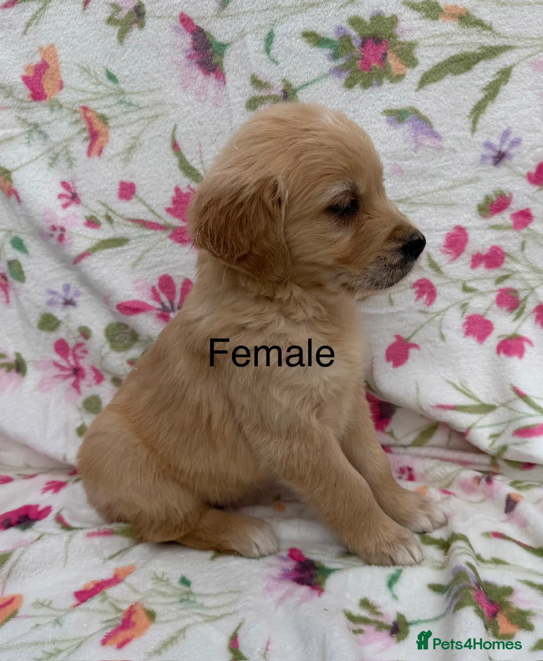 Golden Retriever dogs for sale: Fully health tested golden retriever puppies - Advert 3